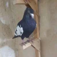 سلام به بهبهانی بازان