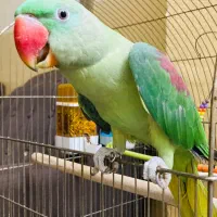 شاه طوطی|پرنده|ایرانشهر, |دیوار