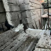 پرنده|پرنده|بم, |دیوار