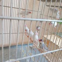 فنچ نرگسی|پرنده|کرج, کیانمهر|دیوار