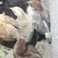 جوجه مرغ محلی