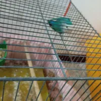 یک عدد کوتوله نر