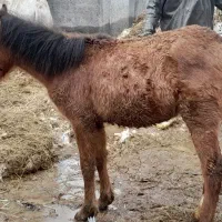 اسب|اسب و تجهیزات اسبسواری|خلخال, |دیوار