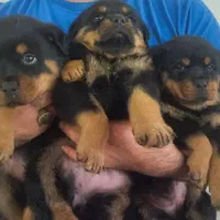 ۳نژاد سگ محافظ و گارد روتوایلر دوبرمن ژرمن|سگ|تهران, جنت‌آباد جنوبی|دیوار