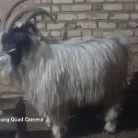 دوراس بزشیرکم پیشرو