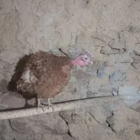 بوقلمون
