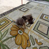 توله سگ|سگ|لاهیجان, بازکیاگوراب|دیوار