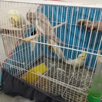 عروس معاوضه ای سه تا ماده