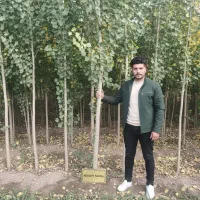 نهال صنوبر در پارس‌آباد، فرصت طلایی|خدمات باغبانی و درختکاری|پارس‌آباد, |دیوار