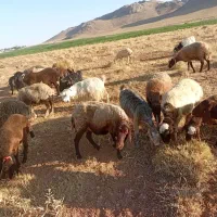 بز درجه یک|حیوانات مزرعه|اصفهان, ارداجی|دیوار