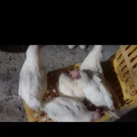 مرغ تخمگذار و سربری