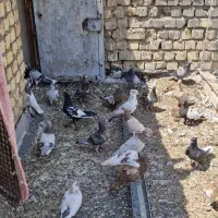 کبوتر|پرنده|شیراز, کفترک|دیوار