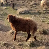 بره قوچ همو ۱ ساله