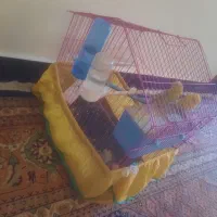 یه جفت مرغ عشق فول دستی