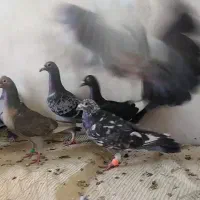 کفتر شهرستان رسید