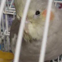 عروس هلندی ماده