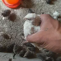 بلدرچین سرایان|حیوانات مزرعه|فردوس (خراسان), |دیوار