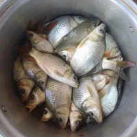 بچه ماهی کپور|ماهی|دزفول, |دیوار