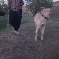 سگ عراقی|سگ|کبودرآهنگ, |دیوار