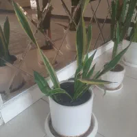گل وگیاه زیبا