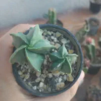 انواع گل و کاکتوس های خاص|گل و گیاه طبیعی|قم, هفت تیر|دیوار