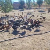 فروش تعدادی مرغ و خروس و اردک و غاز و بوقلمون