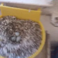 قناری ماده|پرنده|ماهان, |دیوار