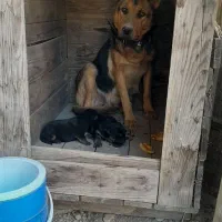 ژرمن ماده|سگ|محمدشهر, علی آباد گونه|دیوار