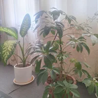 گل طبیعی شفلرا،  گل طبیعی دیفن|گل و گیاه طبیعی|کنگاور, |دیوار