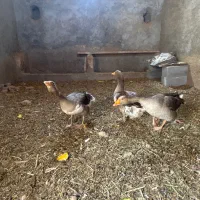 غاز مولد و تخم گذار