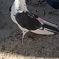 کبوترگمشده