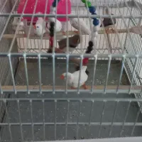 پرنده|پرنده|تهران, زرگنده|دیوار