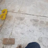 کبوتر و جفت دونی