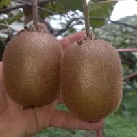 کیوی هایوارد طلایی