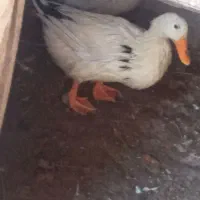 دو اوردک نر وماده