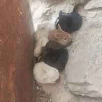 توله خرگوش|موش و خرگوش|باشت, |دیوار