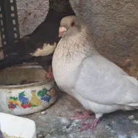 کبوتر موشی