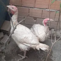 فروش