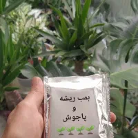 گل یوکا پتوس|گل و گیاه طبیعی|یزد, |دیوار