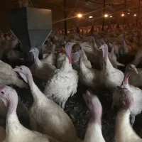 فروش بوقلمون زنده