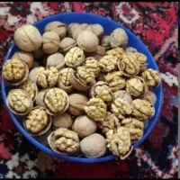 گردو تویسرکان ۱