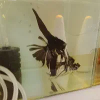 جفت آنجل مولد