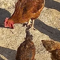 فروش خروس سالم چاق