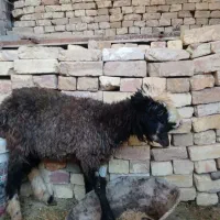 بره شیری ماده|حیوانات مزرعه|دهق, |دیوار