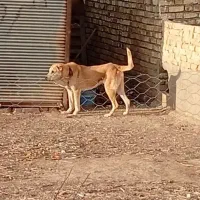 سگ پژدر سراب