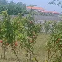زمین ساحلی منطقه زیبای کرفون بابلسر