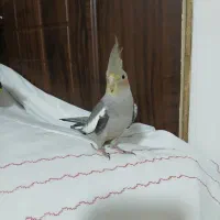 فروش عروس هلندی