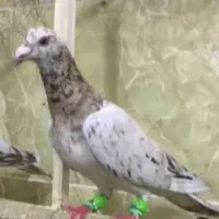 هفت رنگ سوزنی