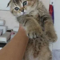 گربه اسکاتیش بلک گلد