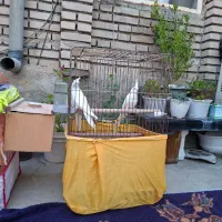 عروس هلندی طوطی برزیلی مرغ عشق|پرنده|نقده, |دیوار